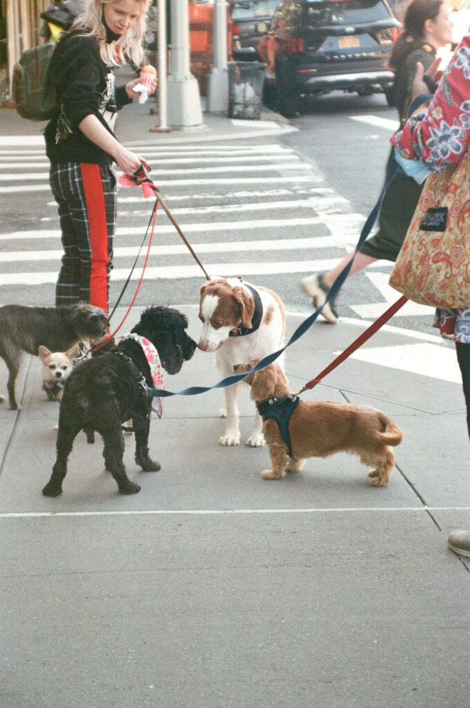 dogs saying hello on the street in new york city shot on film