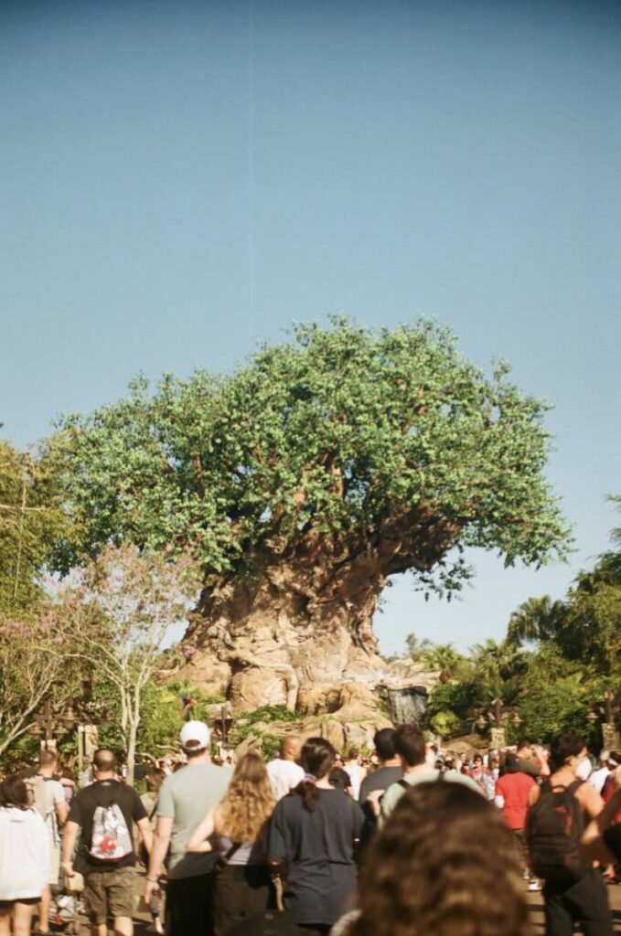 tree of life at animal kingdom in walt disney world florida